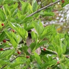 Eudynamys orientalis (Pacific Koel) at Aranda, ACT - 23 Nov 2023 by KMcCue