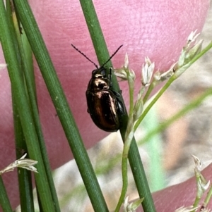 Arsipoda sp. (genus) at Kangaroo Valley, NSW - suppressed