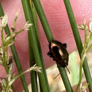 Arsipoda sp. (genus) at Kangaroo Valley, NSW - suppressed