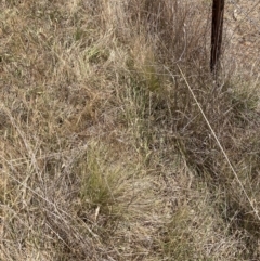 Nassella trichotoma (Serrated Tussock) at Watson, ACT - 20 Nov 2023 by waltraud