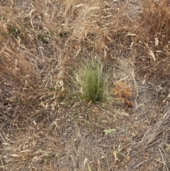 Nassella trichotoma (Serrated Tussock) at Watson, ACT - 20 Nov 2023 by waltraud