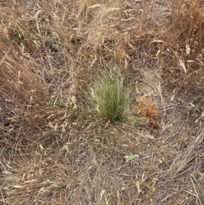 Nassella trichotoma (Serrated Tussock) at Watson, ACT - 20 Nov 2023 by waltraud