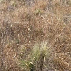 Nassella trichotoma at Mount Majura - 20 Nov 2023