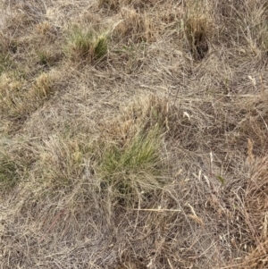 Nassella trichotoma at Mount Majura - 20 Nov 2023