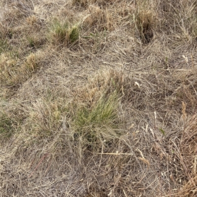 Nassella trichotoma (Serrated Tussock) at Watson, ACT - 20 Nov 2023 by waltraud