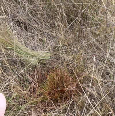 Nassella trichotoma (Serrated Tussock) at Watson, ACT - 20 Nov 2023 by waltraud