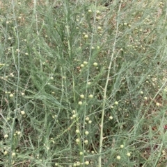 Asparagus officinalis (Asparagus) at Hackett, ACT - 21 Nov 2023 by waltraud