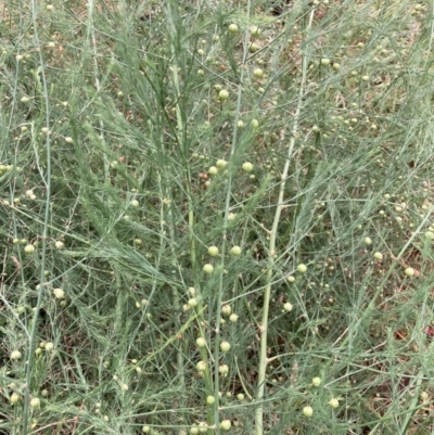 Asparagus officinalis (Asparagus) at Hackett, ACT - 20 Nov 2023 by waltraud