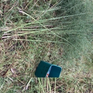 Asparagus officinalis at Mount Majura (MMS) - 21 Nov 2023