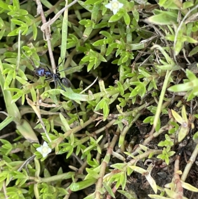 Crassula helmsii (Swamp Stonecrop) at Wambrook, NSW - 23 Nov 2023 by JaneR