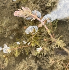 Myriophyllum verrucosum (Red Water-milfoil) at Wambrook, NSW - 23 Nov 2023 by JaneR