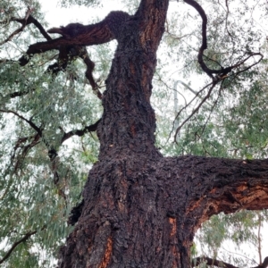 Eucalyptus sideroxylon subsp. sideroxylon at Weston, ACT - 24 Nov 2023