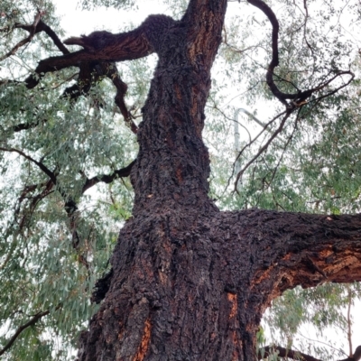 Eucalyptus sideroxylon subsp. sideroxylon (Mugga Ironbark) at Weston, ACT - 23 Nov 2023 by Steve818