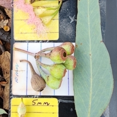 Eucalyptus sideroxylon subsp. sideroxylon at Weston, ACT - 24 Nov 2023