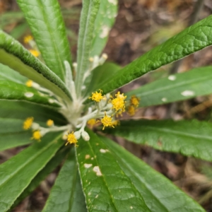 Bedfordia arborescens at Tidbinbilla Nature Reserve - 23 Nov 2023