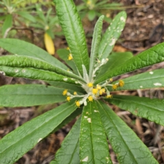 Bedfordia arborescens at Tidbinbilla Nature Reserve - 23 Nov 2023