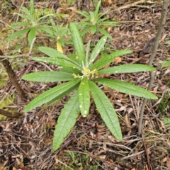 Bedfordia arborescens at Tidbinbilla Nature Reserve - 23 Nov 2023