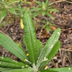 Bedfordia arborescens at Tidbinbilla Nature Reserve - 23 Nov 2023