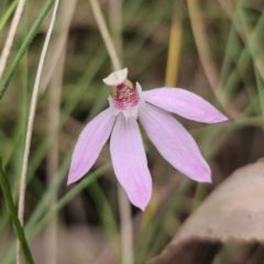 Caladenia carnea (Pink Fingers) at Tidbinbilla Nature Reserve - 23 Nov 2023 by Csteele4