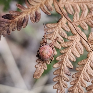 Salsa fuliginata at Tidbinbilla Nature Reserve - 23 Nov 2023