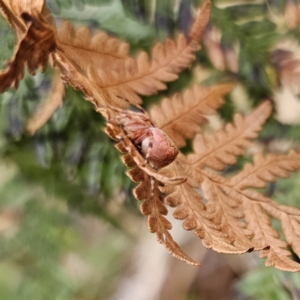 Salsa fuliginata at Tidbinbilla Nature Reserve - 23 Nov 2023