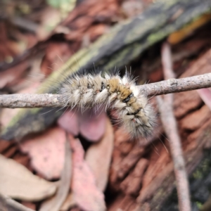 Anthela (genus) immature at Tidbinbilla Nature Reserve - 23 Nov 2023