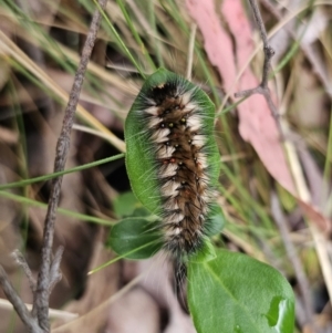 Anthela (genus) immature at Tidbinbilla Nature Reserve - 23 Nov 2023 09:32 AM