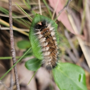 Anthela (genus) immature at Tidbinbilla Nature Reserve - 23 Nov 2023