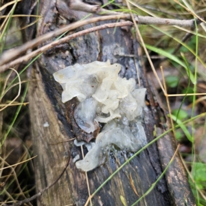 Tremella fuciformis at Tidbinbilla Nature Reserve - 23 Nov 2023 08:35 AM