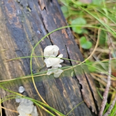 Tremella fuciformis at Tidbinbilla Nature Reserve - 23 Nov 2023 08:35 AM