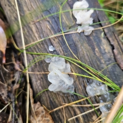 Tremella fuciformis at Tidbinbilla Nature Reserve - 23 Nov 2023 08:35 AM