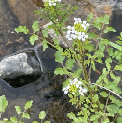 Rorippa nasturtium-aquaticum (Watercress) at Wambrook, NSW - 23 Nov 2023 by JaneR