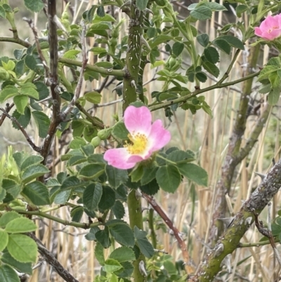 Rosa rubiginosa (Sweet Briar, Eglantine) at Wambrook, NSW - 23 Nov 2023 by JaneR