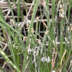 Eleocharis acuta (Common Spike-rush) at Wambrook, NSW - 23 Nov 2023 by JaneR