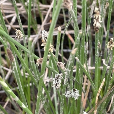 Eleocharis acuta (Common Spike-rush) at Wambrook, NSW - 23 Nov 2023 by JaneR