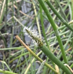 Eleocharis sphacelata (Tall Spike-rush) at Bolaro, NSW - 22 Nov 2023 by JaneR