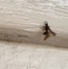 Formicidae (family) at Aranda, ACT - 23 Nov 2023 01:00 PM