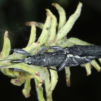 Rhinotia phoenicoptera (Belid weevil) at Mount Ainslie - 30 Dec 2022 by jb2602