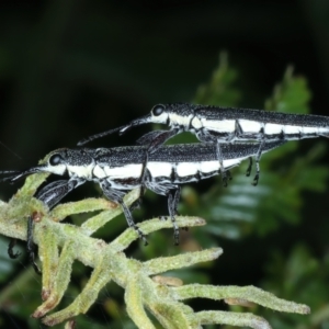 Rhinotia phoenicoptera at Mount Ainslie - 30 Dec 2022