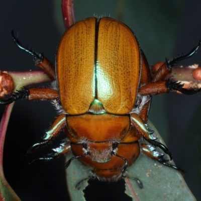 Anoplognathus hirsutus (Hirsute Christmas beetle) at Mount Ainslie - 30 Dec 2022 by jb2602