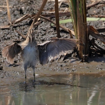 Gallinago hardwickii (Latham's Snipe) at Batemans Bay, NSW - 1 Nov 2023 by novaehollandiae