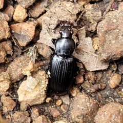 Pterostichini (tribe) (A Carabid beetle) at Lyneham, ACT - 24 Nov 2023 by trevorpreston