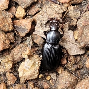 Pterostichini (tribe) at Sullivans Creek, Lyneham South - 24 Nov 2023 11:31 AM