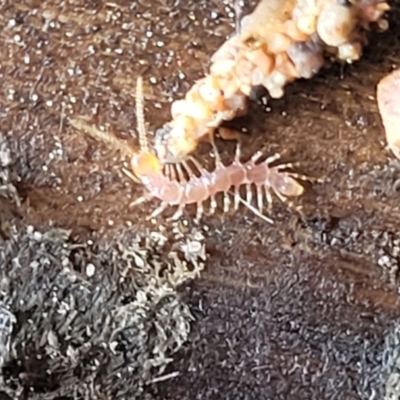 Chilopoda (class) (Centipede) at Lyneham, ACT - 24 Nov 2023 by trevorpreston