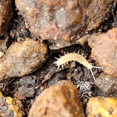 Symphyla (class) (Symphylan or garden centipede) at Lyneham, ACT - 24 Nov 2023 by trevorpreston