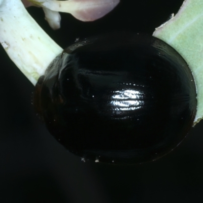 Paropsisterna morio (Morio leaf beetle) at Mount Ainslie - 30 Dec 2022 by jb2602