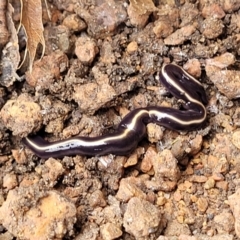 Caenoplana coerulea (Blue Planarian, Blue Garden Flatworm) at Sullivans Creek, Lyneham South - 24 Nov 2023 by trevorpreston