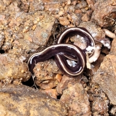 Caenoplana coerulea at Sullivans Creek, Lyneham South - 24 Nov 2023