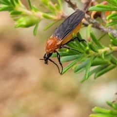 Bibio imitator (Garden maggot) at Sullivans Creek, Lyneham South - 24 Nov 2023 by trevorpreston