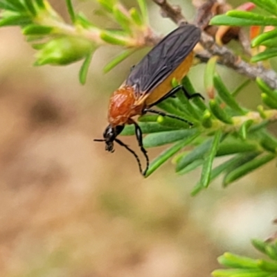 Bibio imitator (Garden maggot) at Lyneham, ACT - 24 Nov 2023 by trevorpreston